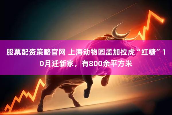 股票配资策略官网 上海动物园孟加拉虎“红糖”10月迁新家，有800余平方米